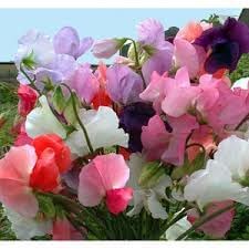 Pea Flower Seeds for Planting – 100