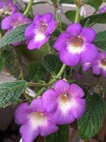 Achimenes Limoncello Flower Seeds for Planting – Heirloom, Non-GMO, Organic Garden Blooms for planting in your garden.