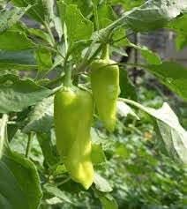 Pepperoncini Capsicum annuum seeds for garden planting