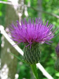Cirsium Muticum Flower Seeds – Heirloom Non-GMO Seeds for Pollinator-Friendly Wildflower Garden Planting