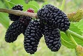 Mulberry fruit seed pack