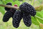 Mulberry Morus alba seeds for backyard orchard