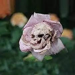 Death Rose Pink Flower Seeds for Planting – Heirloom, Non-GMO Garden Seeds for Your Garden Dhara Seeds