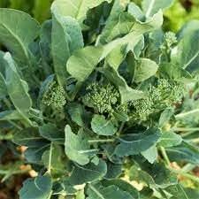 Rapini Broccoli Brassica rapa seeds for garden planting