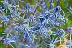 Eryngium Plant Seeds for Planting, 100