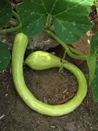 Tromboncino Vegetable Seeds for Planting