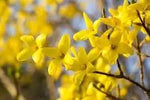 Forsythia Flower Seeds for Garden Planting - NON GMO Seeds Dhara Seeds
