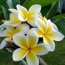 Plumeria Flower Seeds for Planting - NON GMO Seeds Dhara Seeds