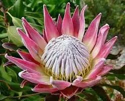 Protea Flower Planting Seeds for Garden NON GMO Seeds for planting in home garden