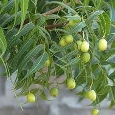 Azadirachta Fruit Seeds for Growing Resilient and Medicinal Trees