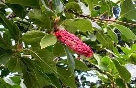 Magnolia Flower Seeds for Garden Planting - NON GMO Seeds Dhara Seeds
