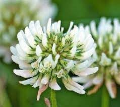 Dutch Flower Seeds for Planting – Organic, Heirloom, Non-GMO Mixed  Bloom Seeds