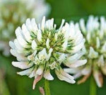 Dutch Flower Seeds for Planting – Organic, Heirloom, Non-GMO Mixed Bulb Bloom Seeds for planting in your garden.