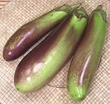 Light Yellow Big Tomato Solanum lycopersicum for planting in home garden