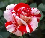 Red Light Pink Rose Flower Seeds – Heirloom Non-GMO Seeds for Garden Planting for planting in home garden