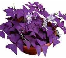 Oxalis Triangularis Plant Seeds for Garden - 100 pcs for planting in your garden.