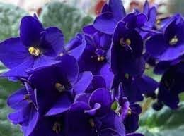 Heirloom Non-GMO Begonias Azules Flower Seeds for Planting – Unique ...