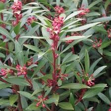 Drimy's Lanceolata Flower Seeds for Planting - 100 pcs