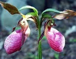 Heirloom Lady's Slipper Orchid Flower Seeds for Planting - NON GMO Seeds Dhara Seeds