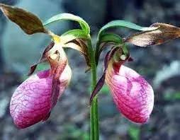 Heirloom Lady's Slipper Orchid Flower Seeds for Planting - NON GMO Seeds Dhara Seeds