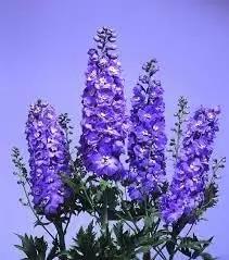 Delphinium Lavender Flower Seeds for Planting - NON GMO Seeds for planting in home garden