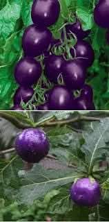 Tomato Seeds for Planting, Dark Violet