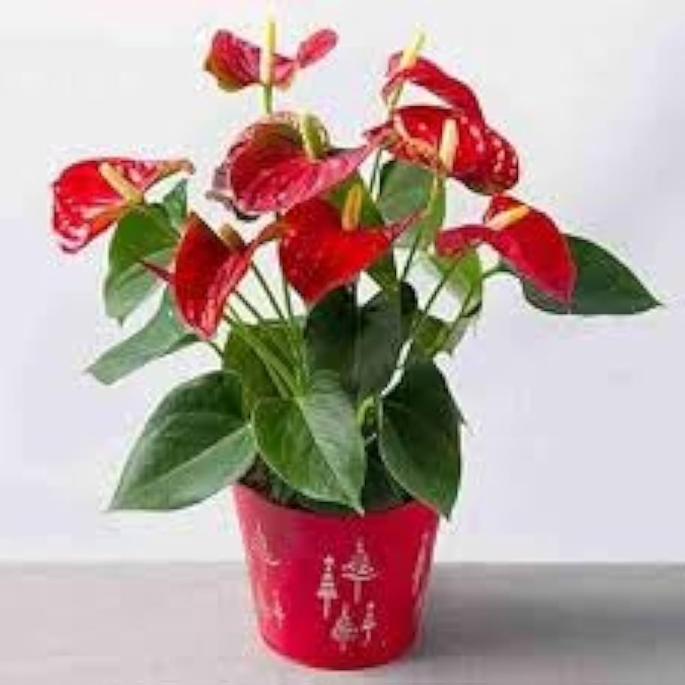 Anthurium Anthurium Andraeanum Japan Mix Flower Seeds for Planting – Suitable for Indoor Pots and Decorative Gardening