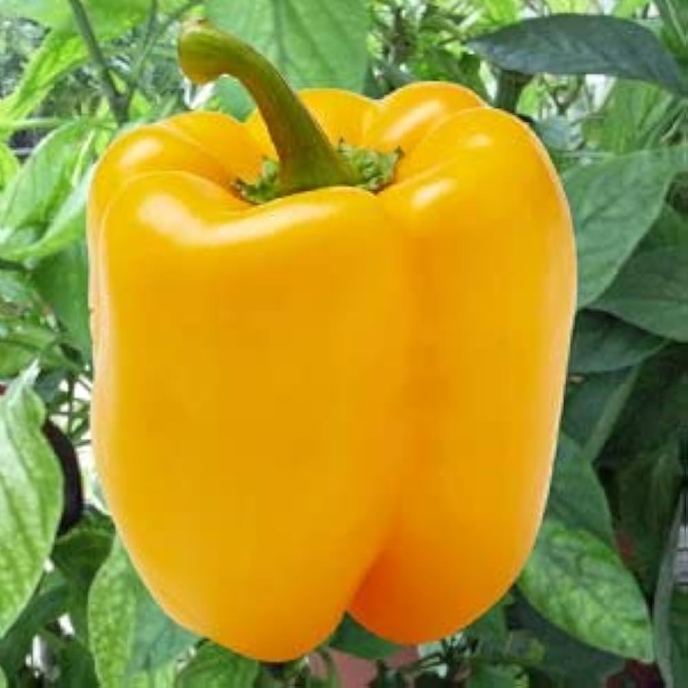 Pepper Capsicum Annuum Yellow Sweet Vegetable Seeds for Planting – Available in 20, 30, 40 Seed Options for Home Garden