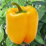 Golden Nugget Pepper seeds – Capsicum annuum for home or farm planting