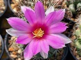 Mammillaria Flower Seeds for Planting, 100 pcs