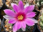 Mammillaria Flower Seeds for Planting, 100 pcs for planting in your garden.