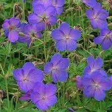 Cranesbill Geranium Flower Seeds for Planting - Heirloom & Non-GMO Seeds for planting in home garden