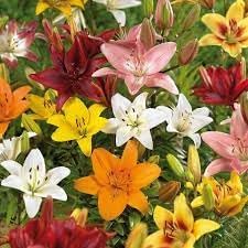 Lluvia Flower Seeds for Planting – Organic, Heirloom, Non-GMO Rain Flower Garden Seeds