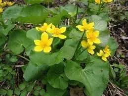 Caltha Palustris Flower Seeds for Planting - NON GMO Seeds Dhara Seeds