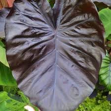 Heirloom Alocasia Leaf Plant Seeds, Non-GMO Ornamental Foliage for Planting seeds for planting in home garden