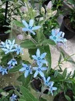 Tweedia Flower Planting Seeds for Garden NON GMO Seeds Dhara Seeds