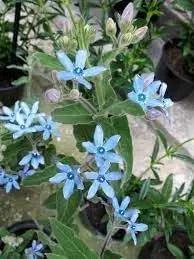 Tweedia Flower Planting Seeds for Garden NON GMO Seeds Dhara Seeds
