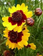 Calliopsis Flower Seeds for Planting - NON GMO Seeds Dhara Seeds