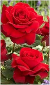 Canine Rose Flower Seeds for Planting – Heirloom, Non-GMO Seeds for Garden Blooms