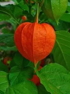 Physalis Fruit Seeds Red