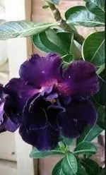 Adenium Desert Flower Seeds for Planting - NON GMO Seeds Dhara Seeds
