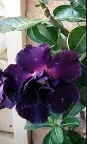 Adenium Desert Flower Seeds for Planting - NON GMO Seeds Dhara Seeds