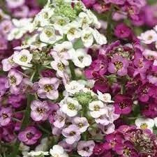 Alyssum Perennial Flower Seeds – Heirloom, Non-GMO Seeds for Planting Dhara Seeds