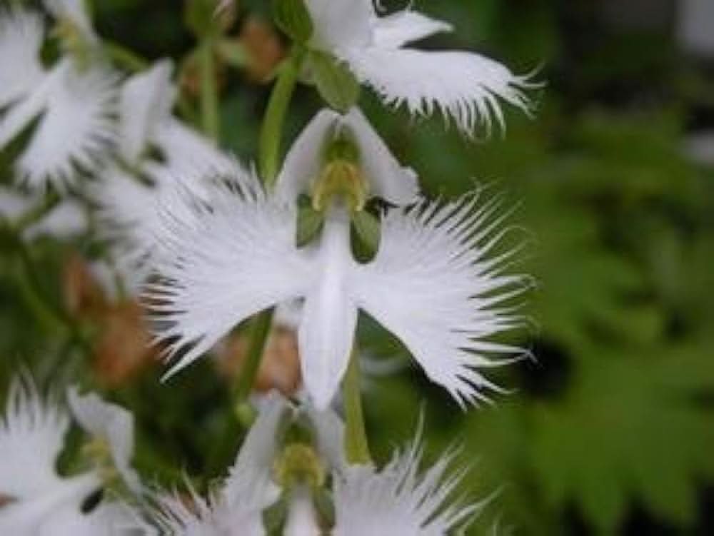 Swan Flower Aristolochia Grandiflora Flower Seeds for Planting in home garden and trellised spaces