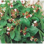 Bean Hestia Flower Seeds – Heirloom Non-GMO Seeds for Compact and Edible Ornamental Garden Planting - Hestia for planting in home garden