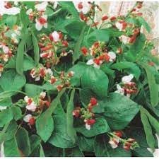 Bean Hestia Flower Seeds – Heirloom Non-GMO Seeds for Compact and Edible Ornamental Garden Planting - Hestia for planting in home garden