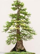 Green Sequoia Tree Heirloom Non Gmo Image
