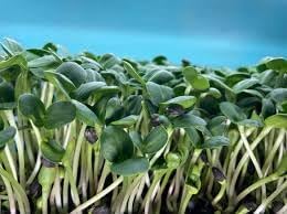 Sunflower Microgreens Seeds – Fast-Growing, Nutrient-Rich Seeds for Planting Indoors or Outdoors