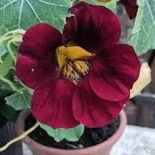 Burgundy Nasturtium Flower Seeds – Heirloom, Non-GMO Seeds for Planting Bold Garden Blooms Dhara Seeds