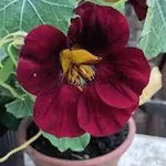 Burgundy Nasturtium Flower Seeds – Heirloom, Non-GMO Seeds for Planting Bold Garden Blooms Dhara Seeds